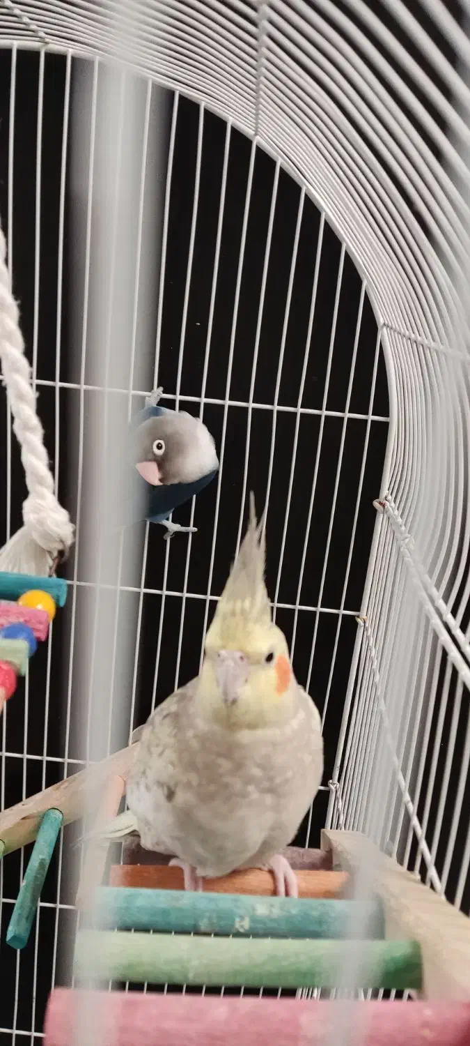 3000000عروس هلندی ماده کوتوله برزیلی نروقفس|پرنده|قم, نخودی|دیوار