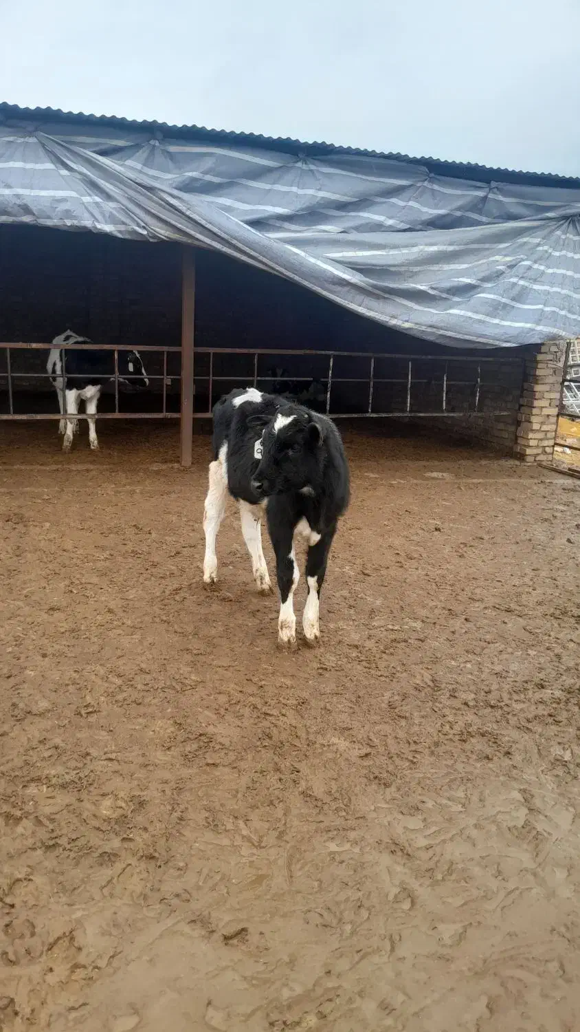 قطع شیر گوساله|حیوانات مزرعه|بوئین زهرا, |دیوار