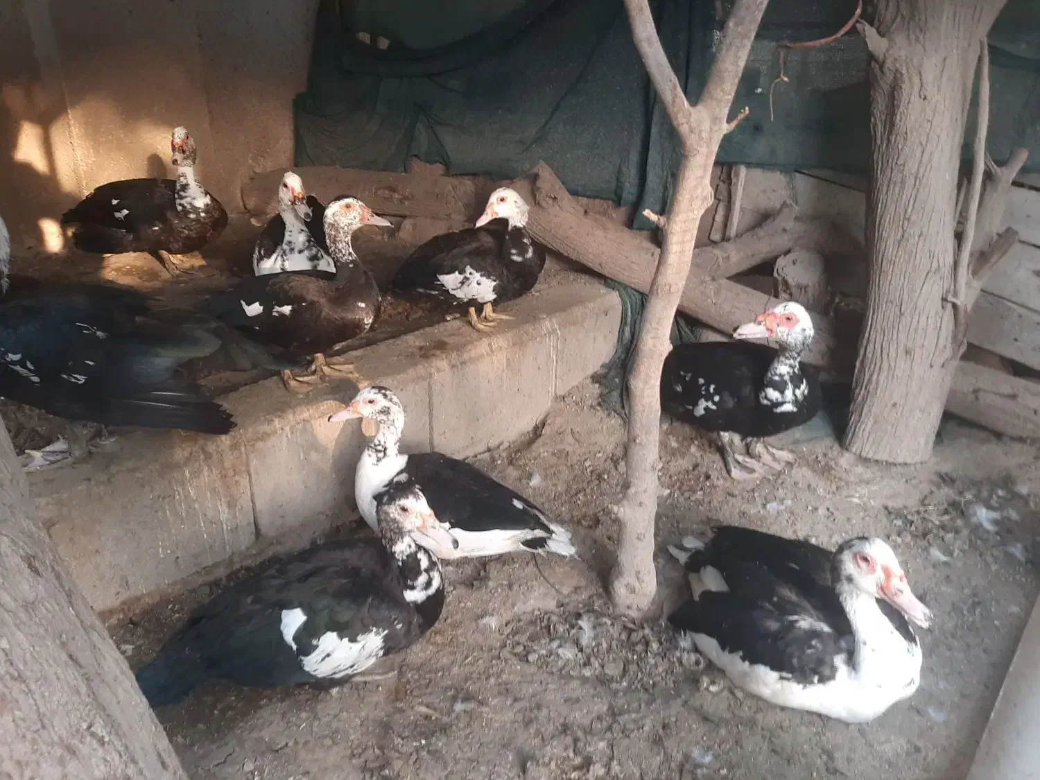 جوجه اردک اسرائیلی|حیوانات مزرعه|بندرعباس, |دیوار