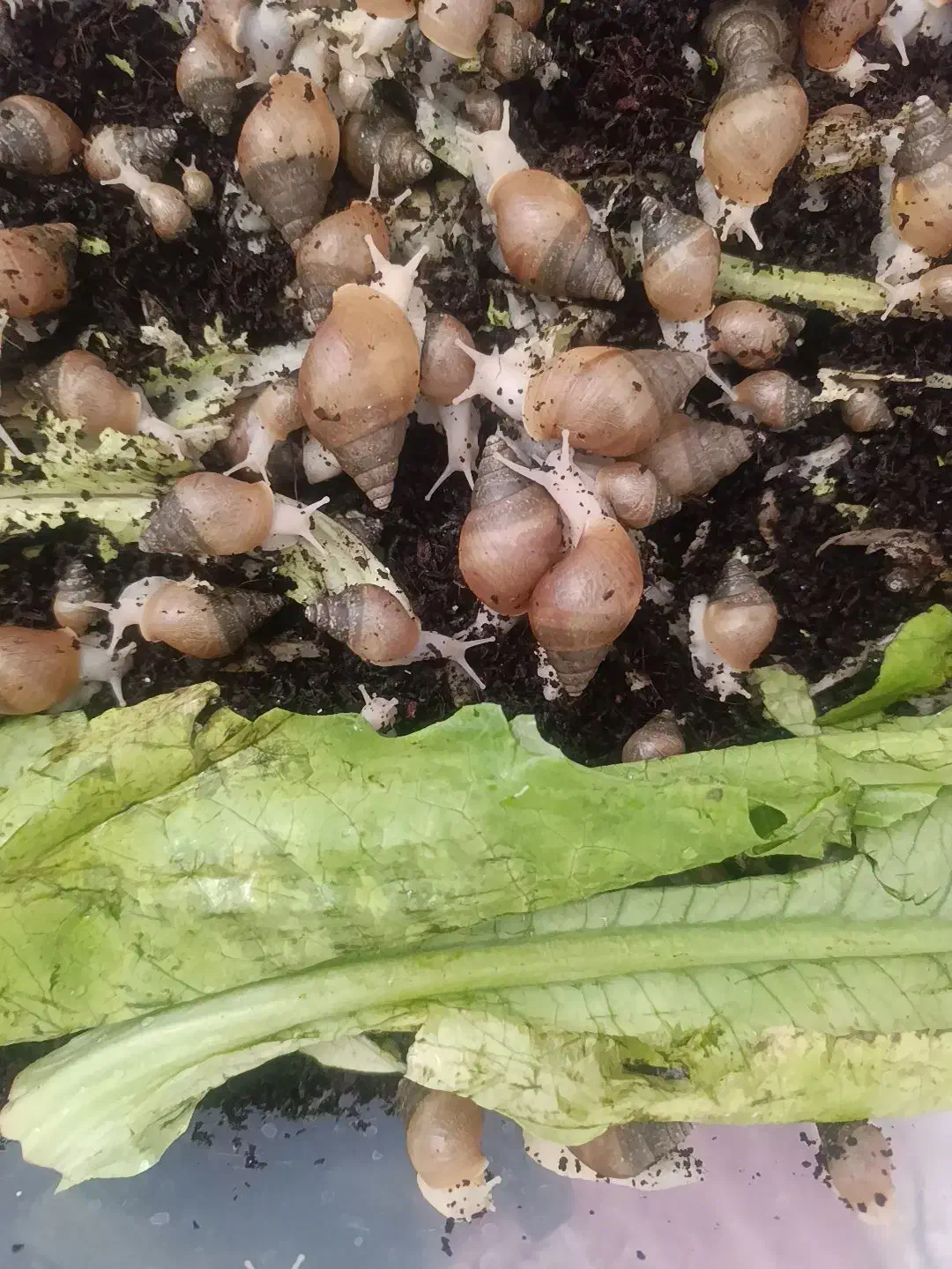 فروش حلزون طبی با خاک مخصوص|آرایشی، بهداشتی، درمانی|فسا, |دیوار