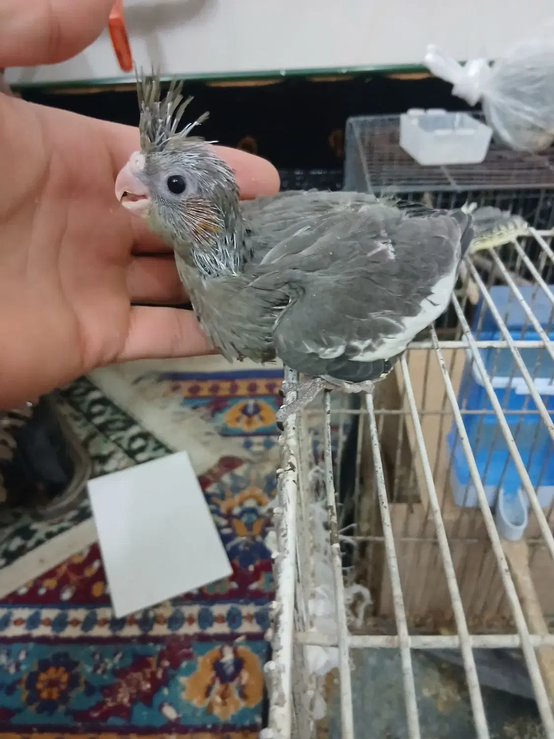 جوجه عروس هلندی|پرنده|تربت‌حیدریه, بازار|دیوار