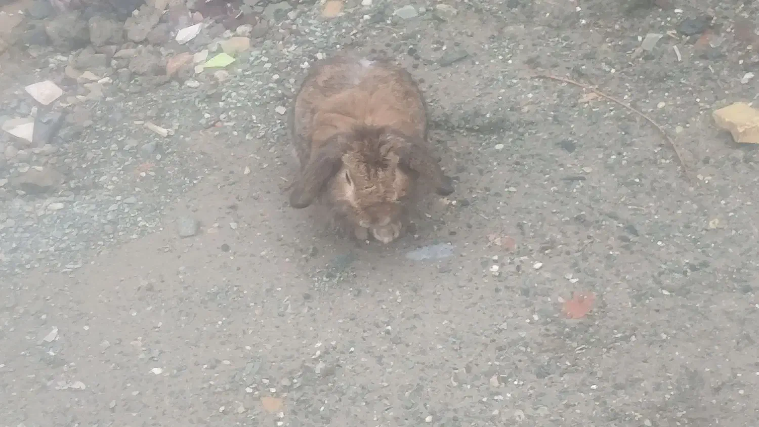 کهنوج|موش و خرگوش|کهنوج, |دیوار