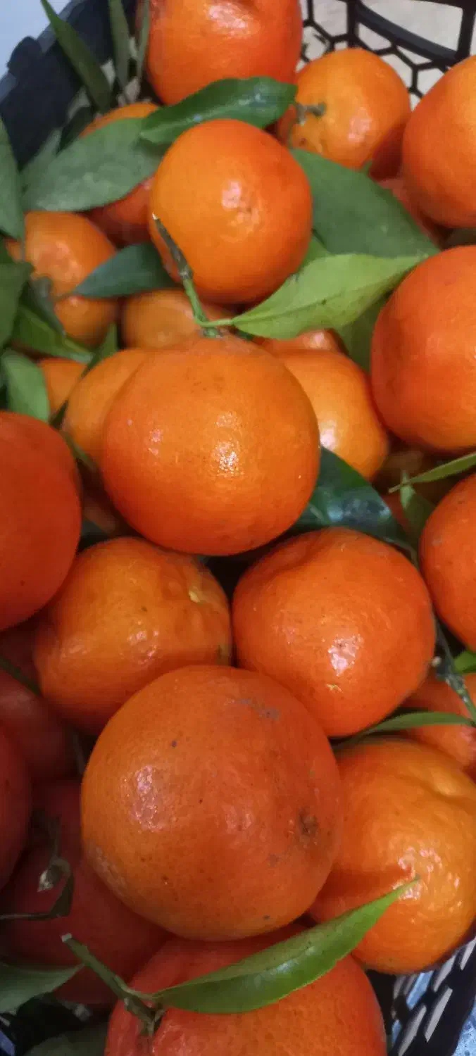 کرماتین پیوندی شیرین در حد|خوردنی و آشامیدنی|آشخانه, |دیوار