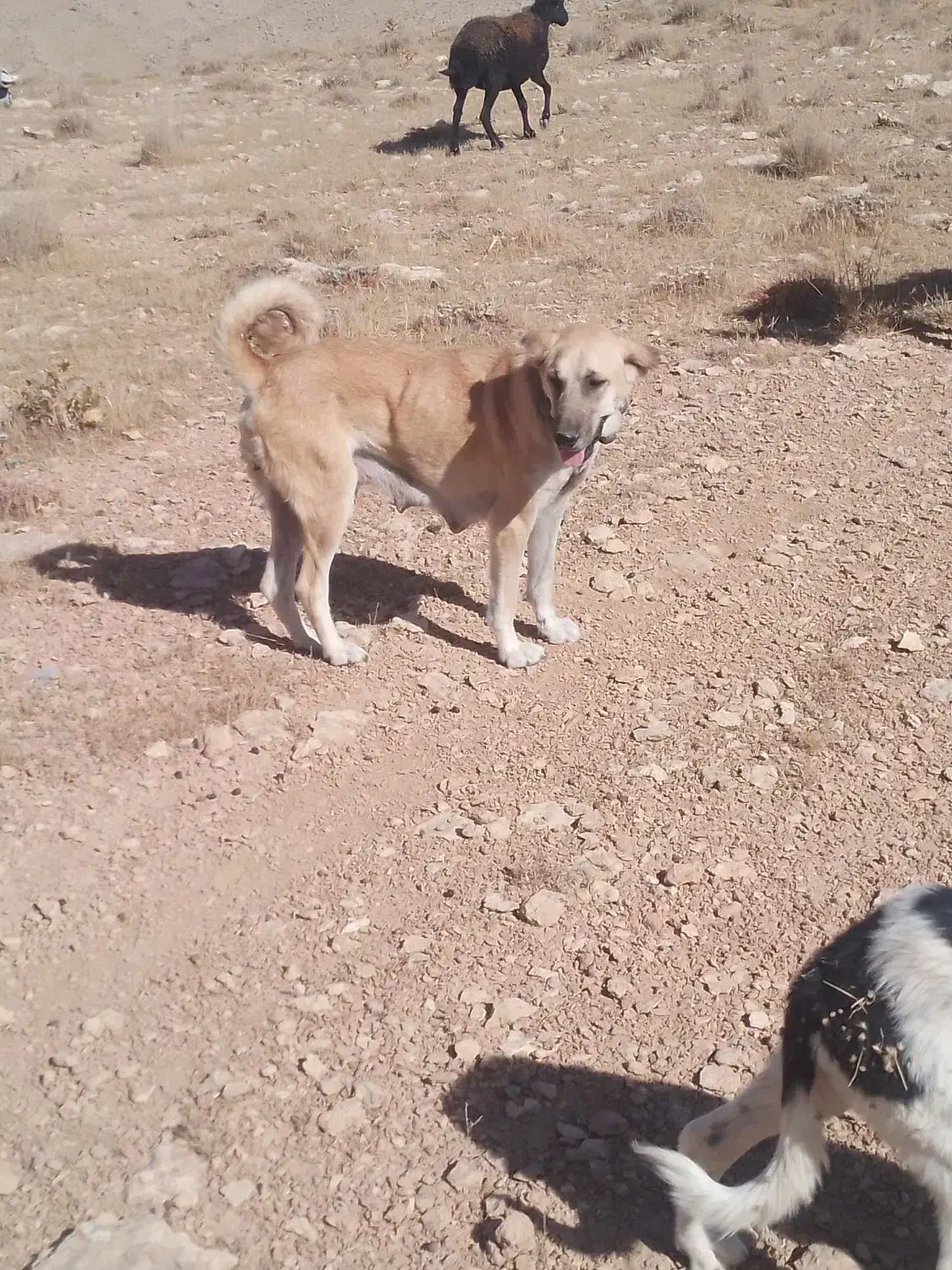 فروش سگ گله|سگ|پیشخور, |دیوار