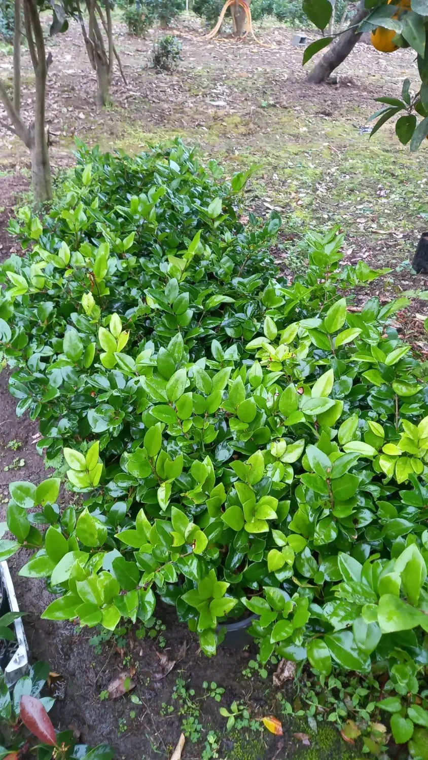 یاس کرتی|خدمات باغبانی و درختکاری|املش, |دیوار