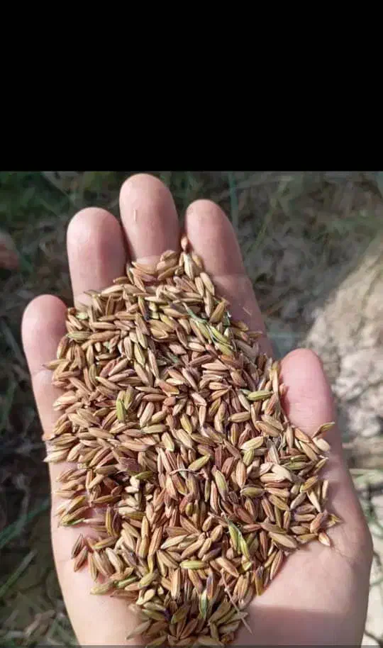 شلتوک درجه یک خوزستان|خوردنی و آشامیدنی|شیراز, باغشهر قصر سبز|دیوار