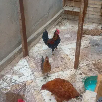 مرغ وخروس عربی ویک مرغ کرمانشاهی|حیوانات مزرعه|بندر امام خمینی, |دیوار