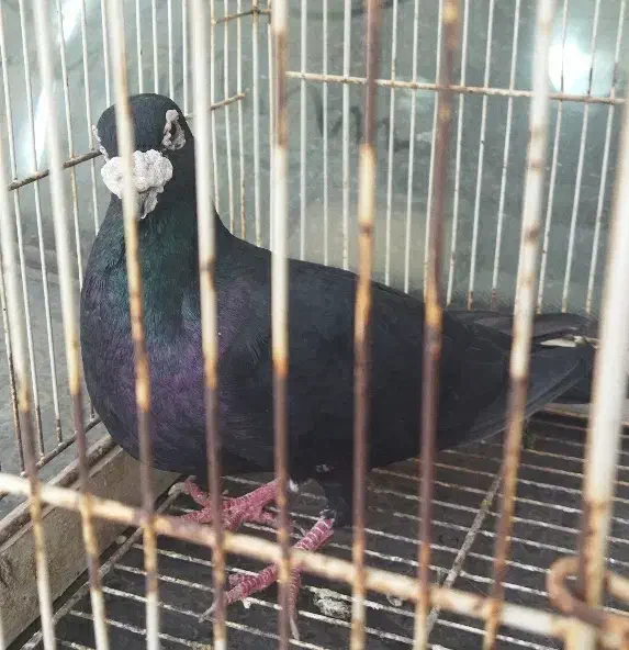 کبوتر|پرنده|قوچان, |دیوار