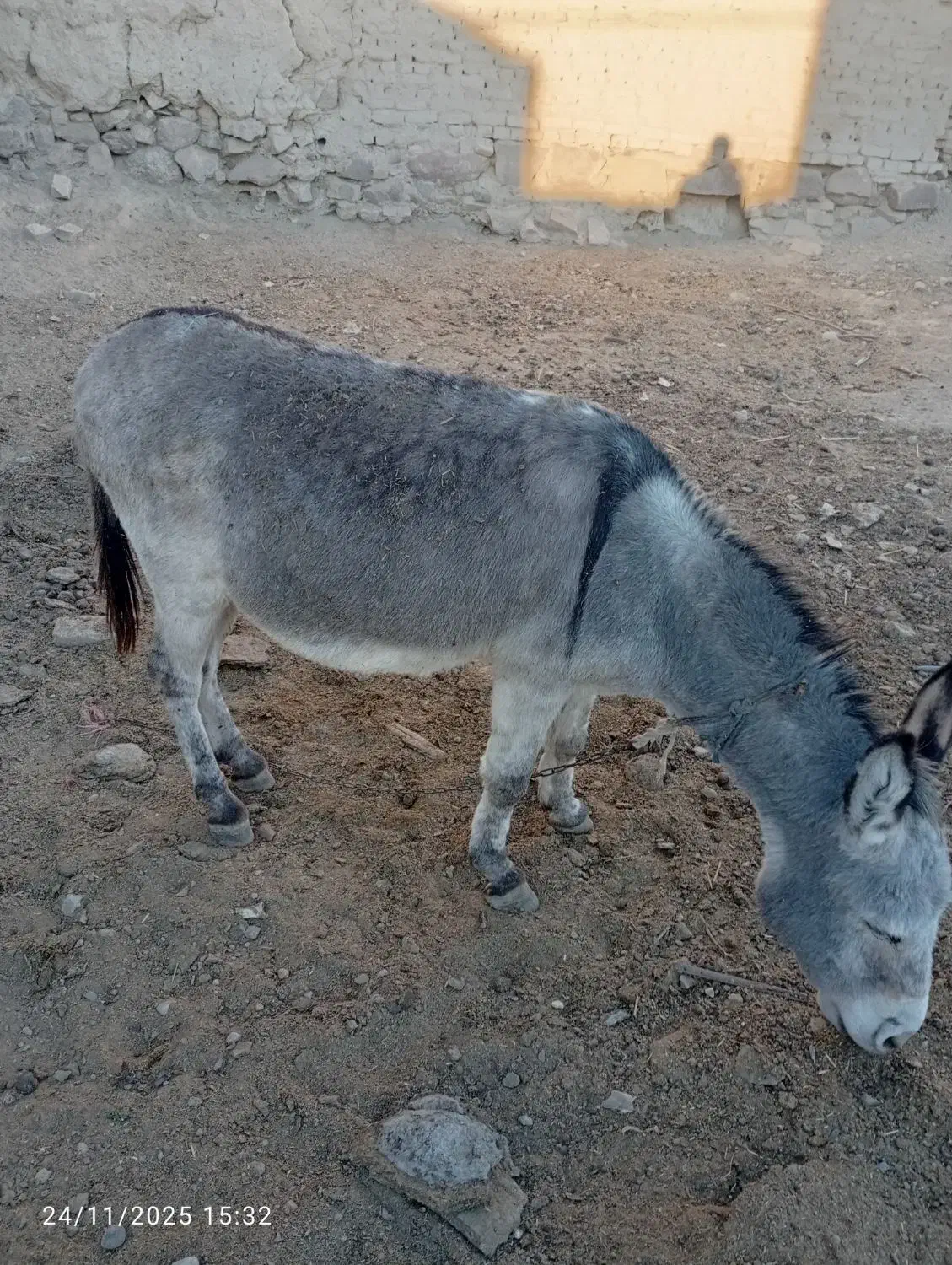 الاغ نر گله ای خوب آروم مناسب گله|حیوانات مزرعه|گلبهار, نوبهار|دیوار