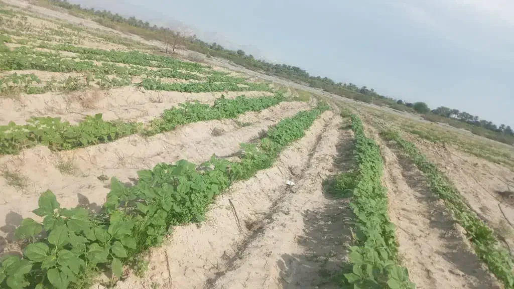 زمین‌باغی‌باکلی‌امکانات‌کشت‌دربیکاه|فروش دفتر صنعتی، کشاورزی، تجاری|بیکاه, |دیوار
