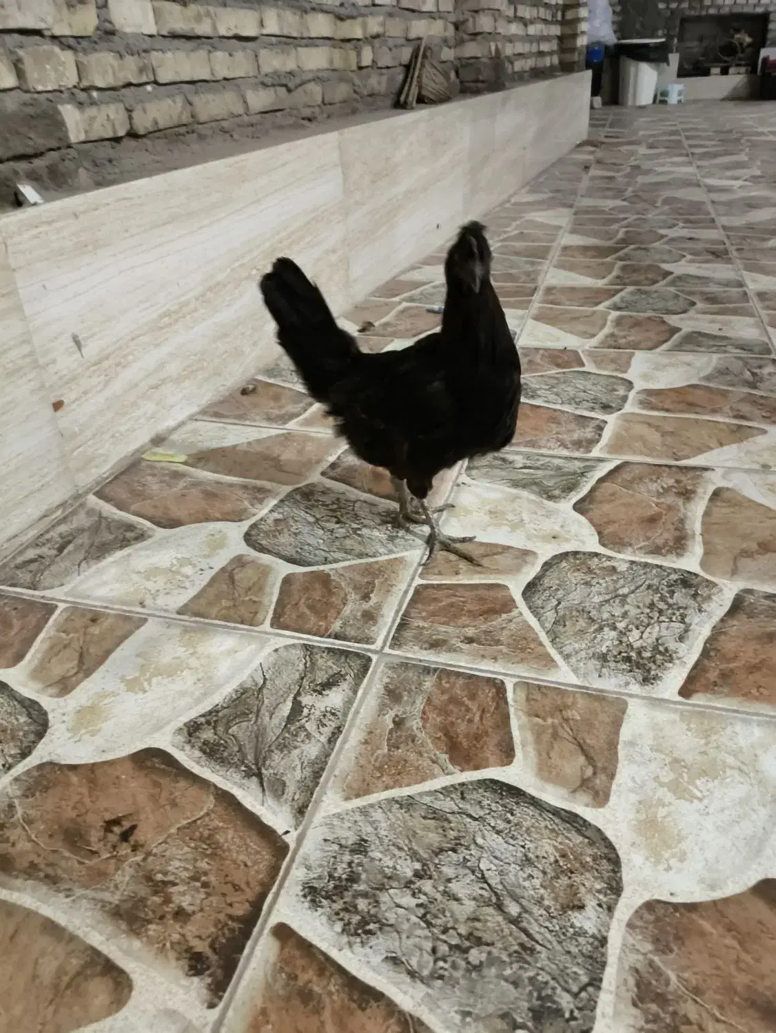 مرغ|حیوانات مزرعه|خرمشهر, |دیوار