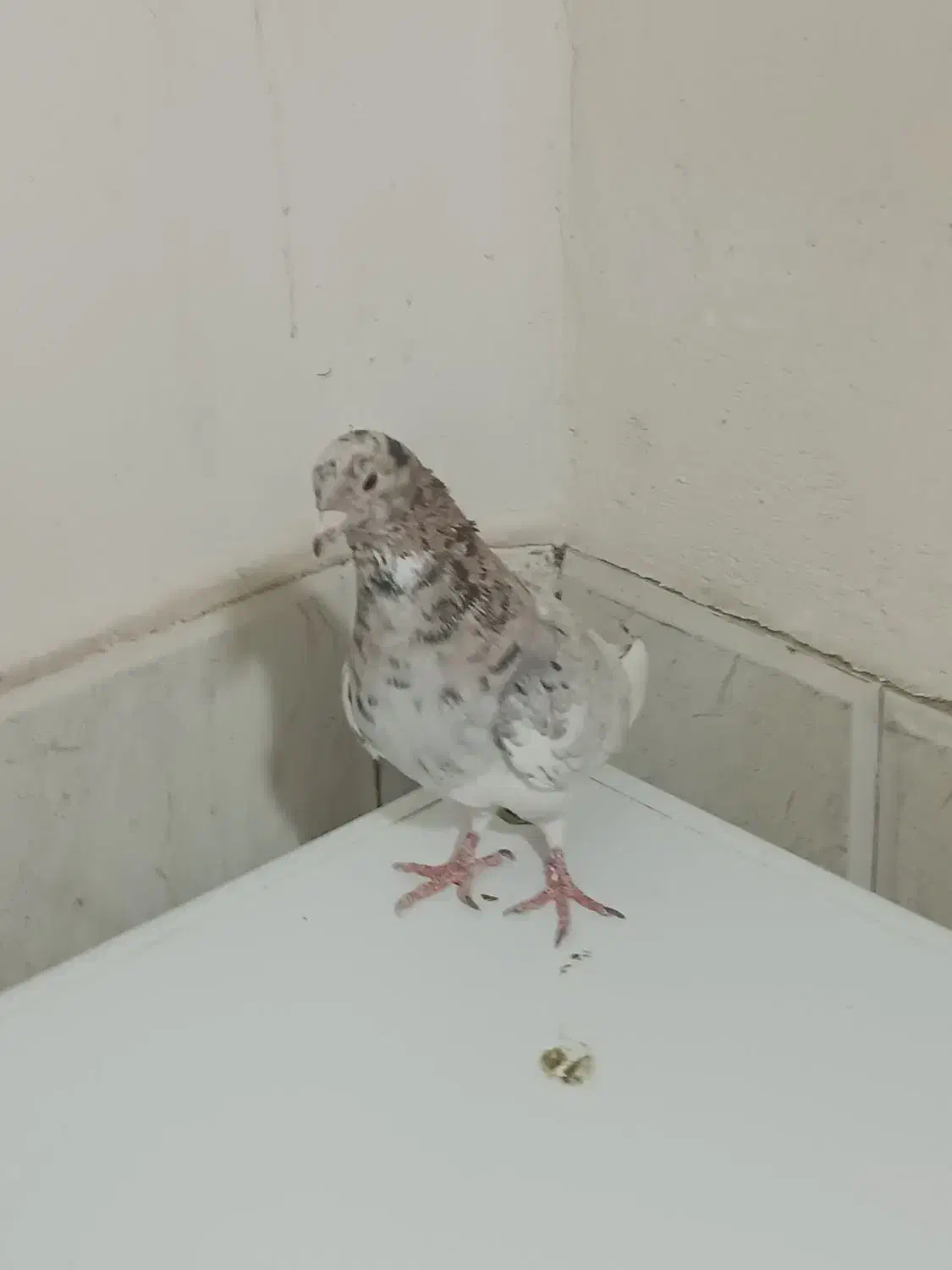 کبوتر کله سرونج پرشی|پرنده|نیشابور, هفده شهریور|دیوار