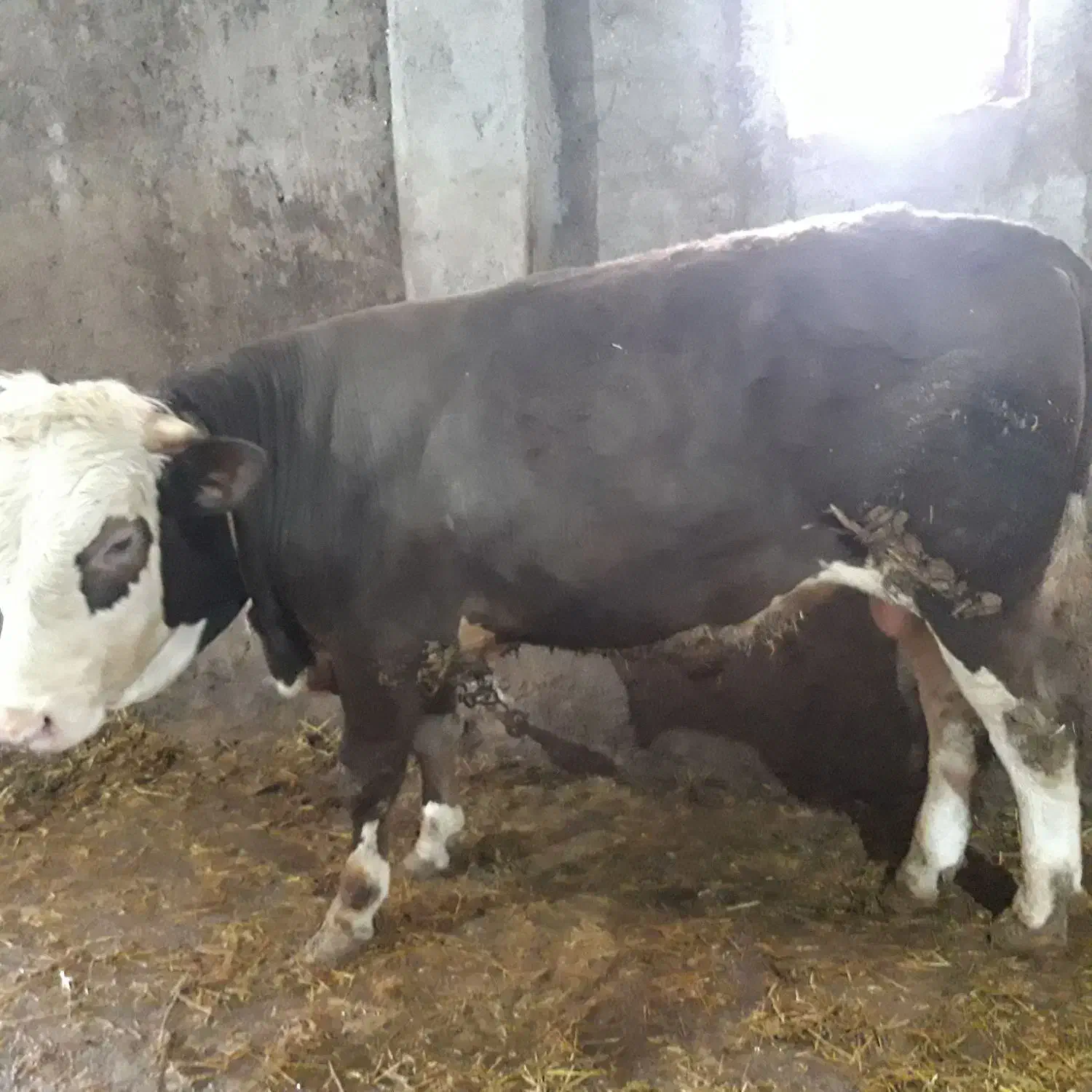 گاو|حیوانات مزرعه|نیر (اردبیل), |دیوار