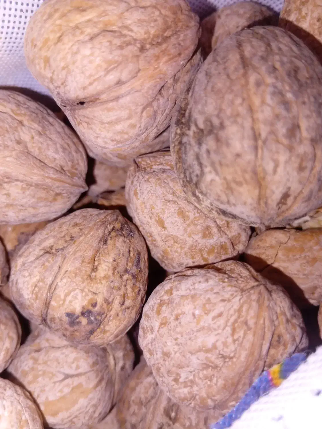 گردو روغنی نوراباد|خوردنی و آشامیدنی|قم, شهرک سازمان آب|دیوار