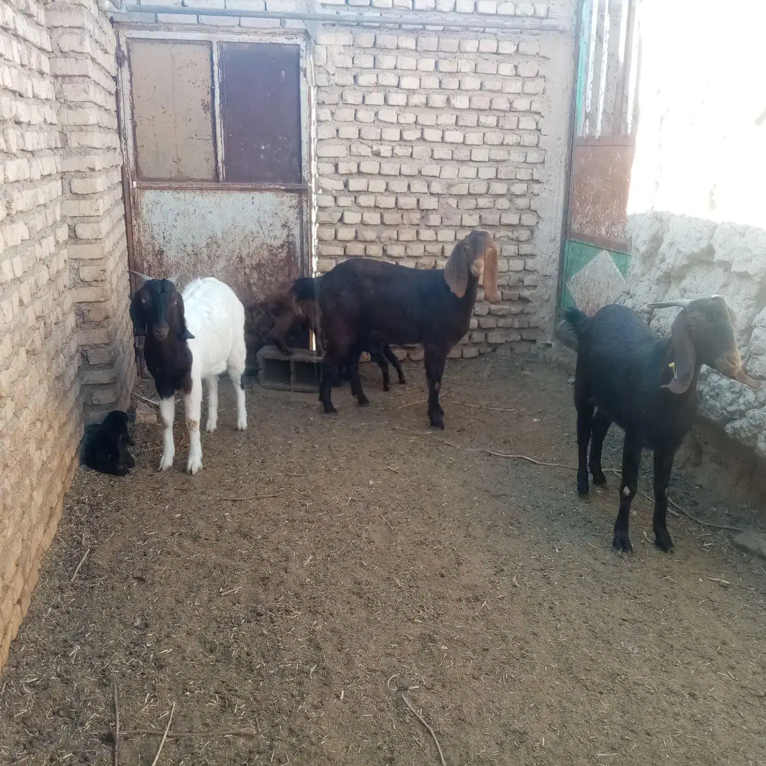 سه راس بز جوان زایده فروشی|حیوانات مزرعه|کاشمر, |دیوار
