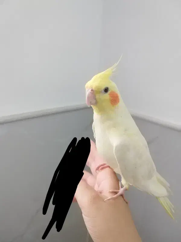 عروس هلندی نر و ماده دستی|پرنده|قم, وادی السلام|دیوار