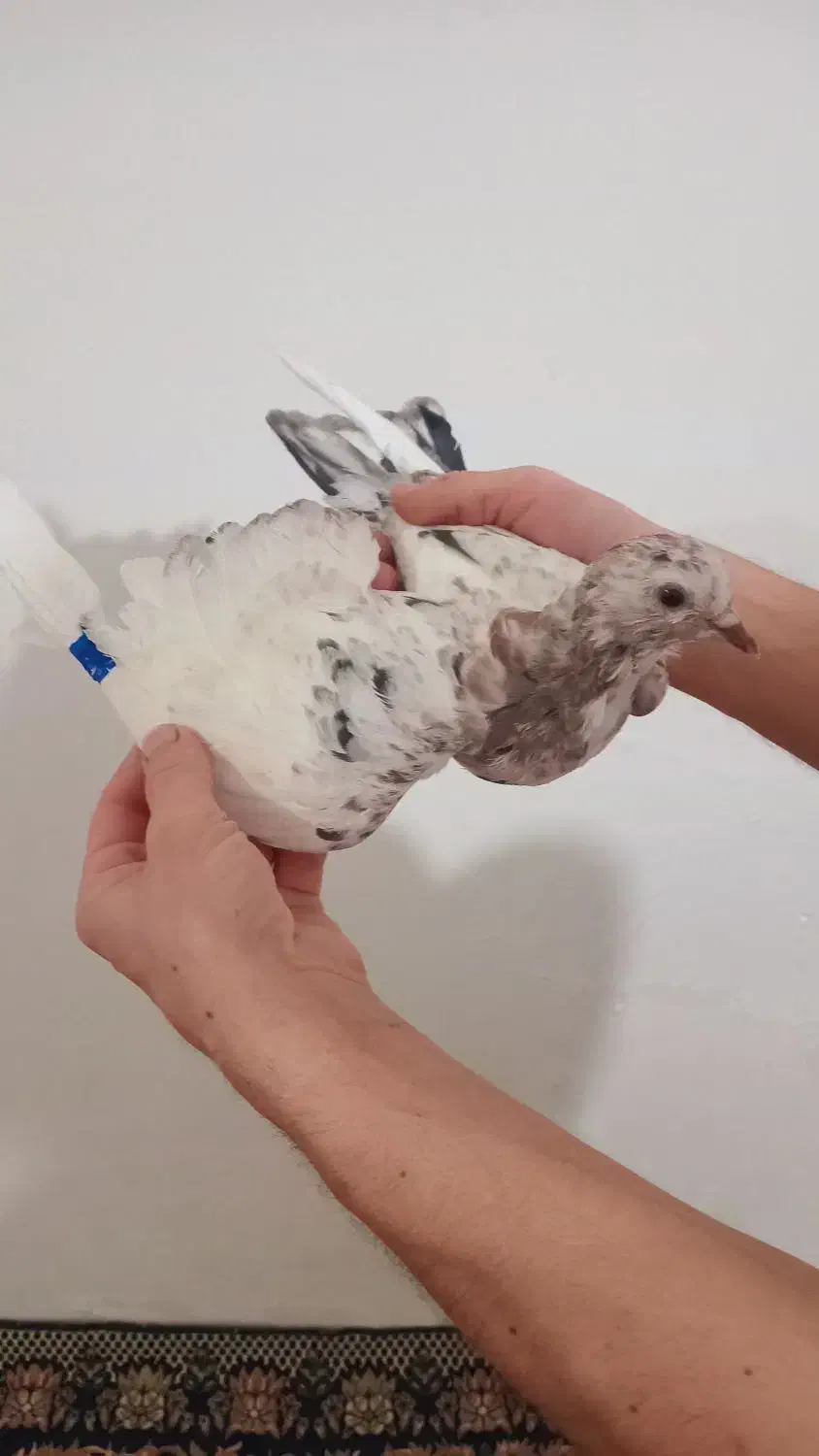 کبوتر هما|پرنده|نوشین شهر, |دیوار