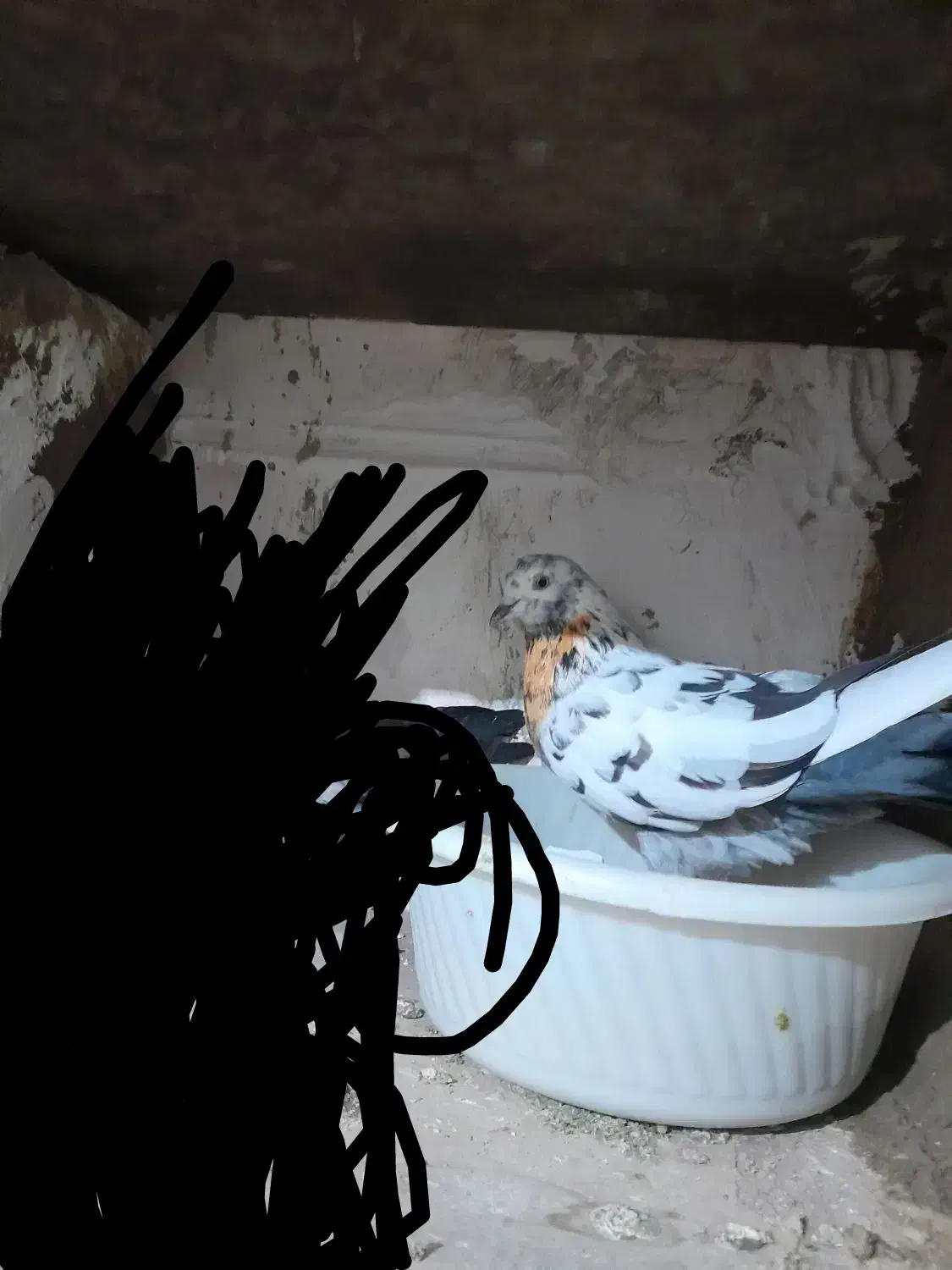 کبوتر تضمینی|پرنده|ازنا, |دیوار