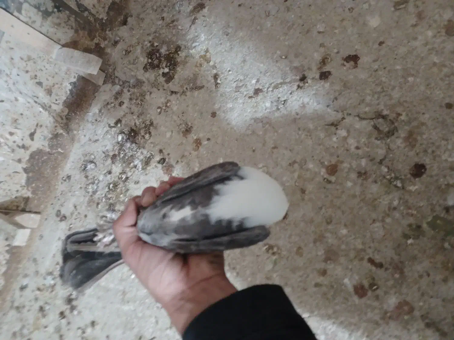 کربلایی ماده|پرنده|شیروان (خراسان), |دیوار