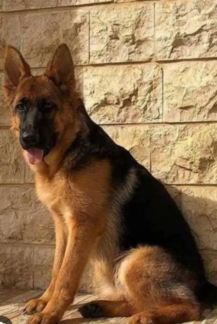 سگ ژرمن نر معاوضه با کبوتر|سگ|کرمان, |دیوار