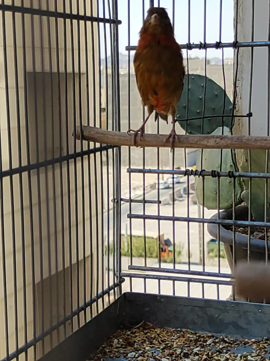 قناری ماده جفتی سهره|پرنده|قدس, شهرقدس|دیوار