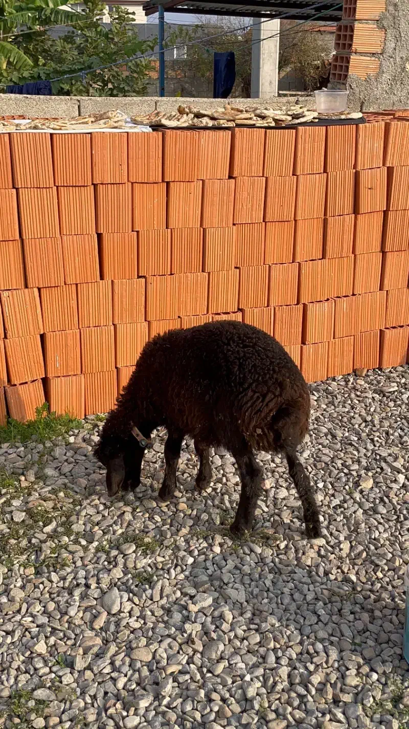 یک راس دوقلو بره ها نر و سه راس بره نر کردستانی ا|حیوانات مزرعه|آق قلا, |دیوار