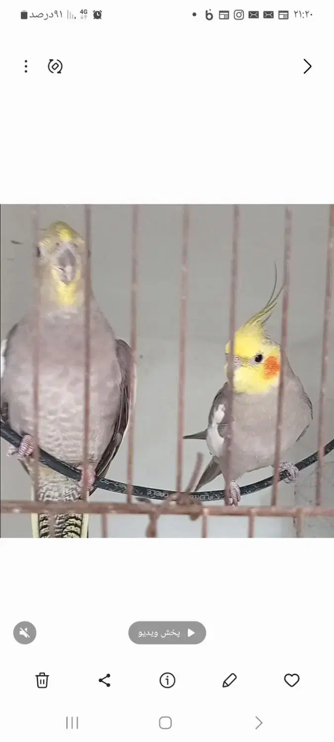 عروس جفت|پرنده|کوچصفهان, |دیوار