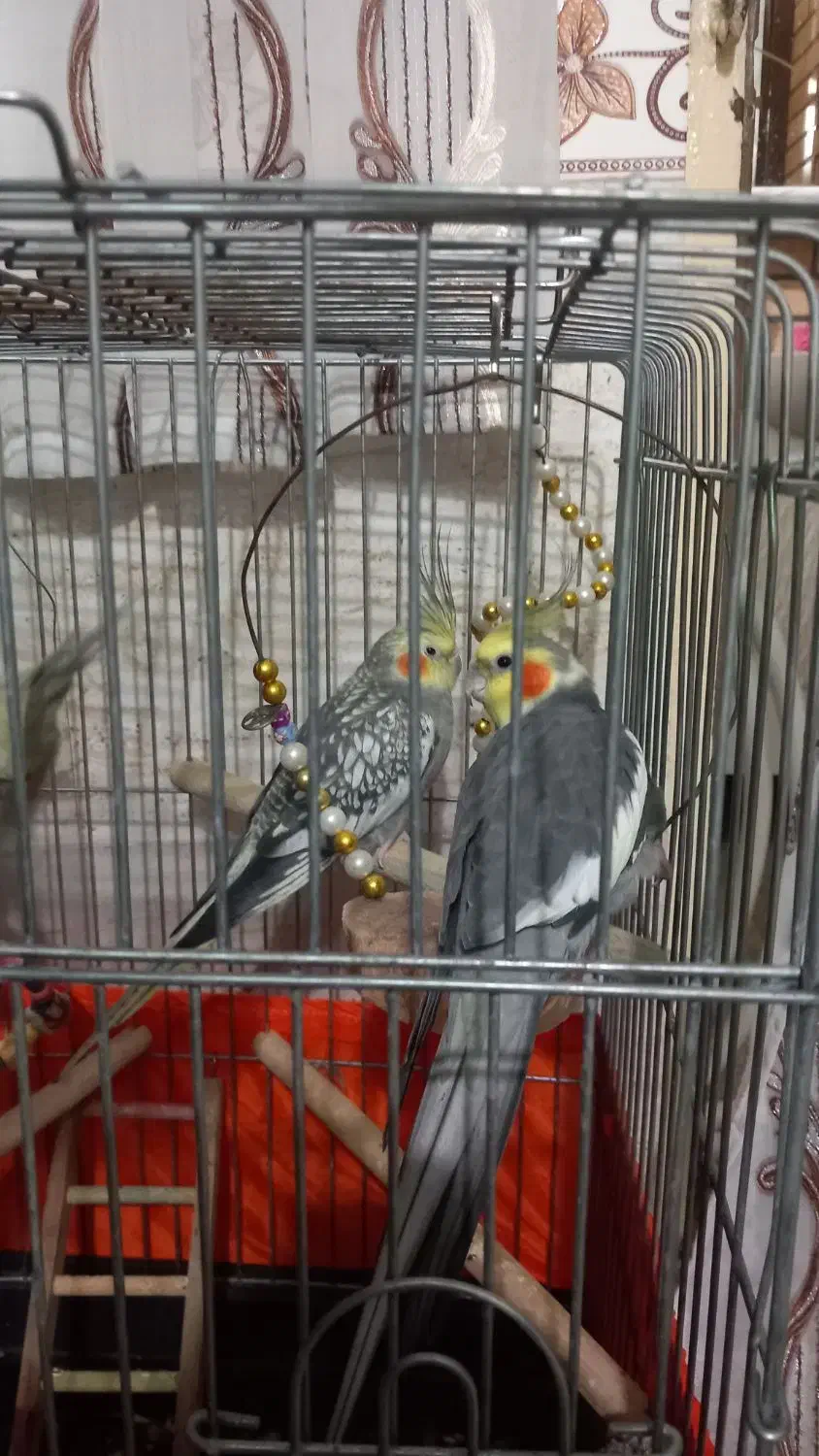 پرنده عروس|پرنده|ماهدشت, |دیوار