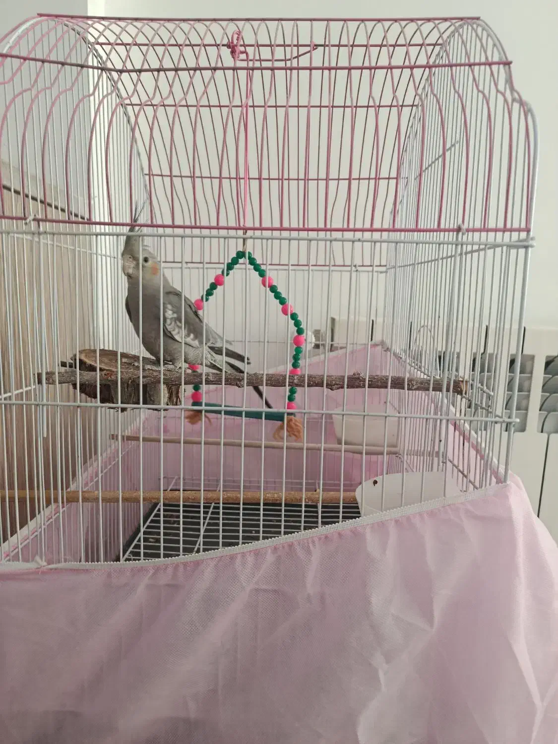 عروس هلندی با قفس|پرنده|مهریز, |دیوار