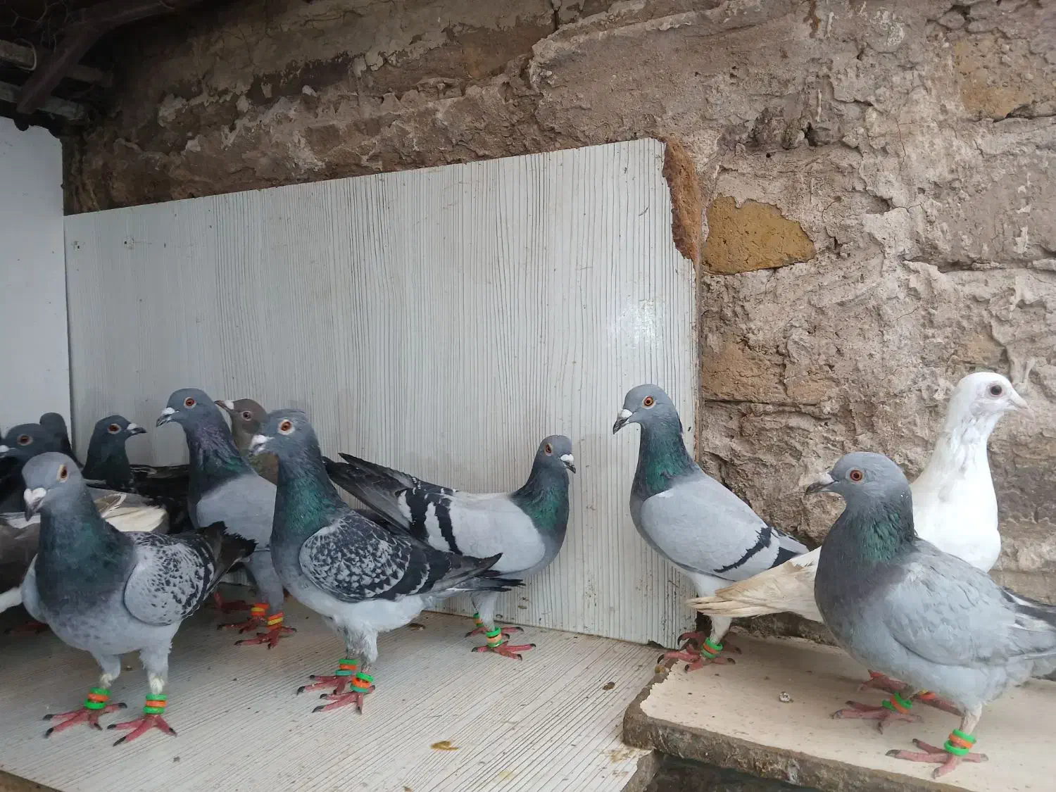 کفتر بوم وحشی|پرنده|مشهد, موعود|دیوار