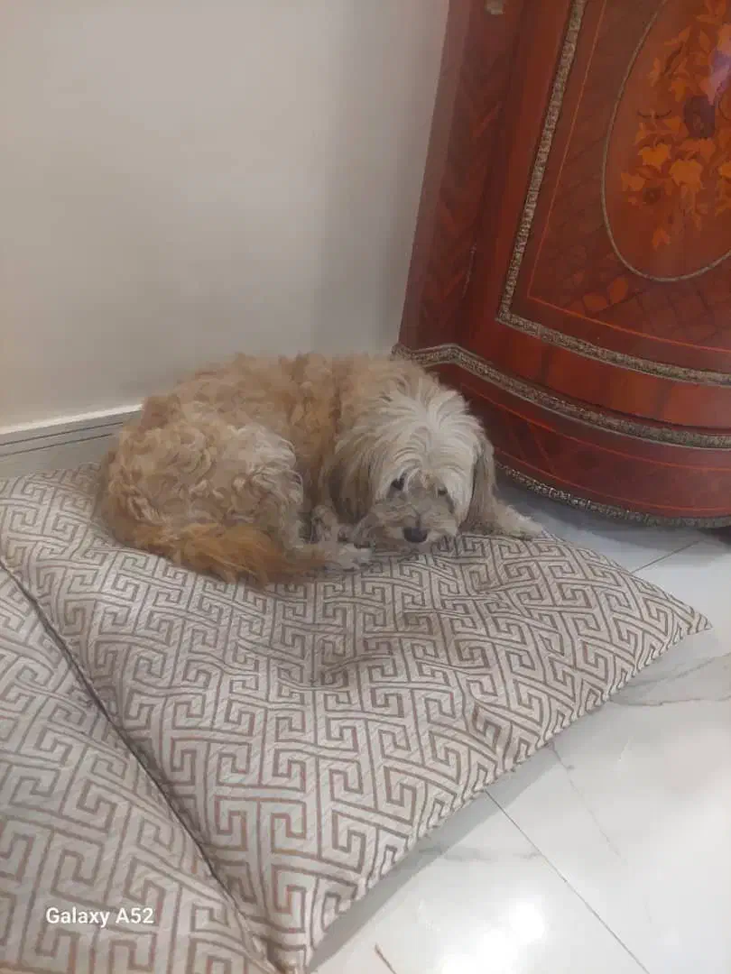 واگذاری سگ|سگ|اصفهان, مهدی آباد|دیوار