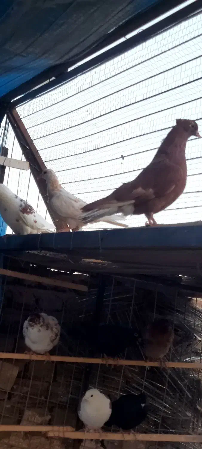 کفتر رنگی تهرانی المانی قاطی|پرنده|خاوران, |دیوار