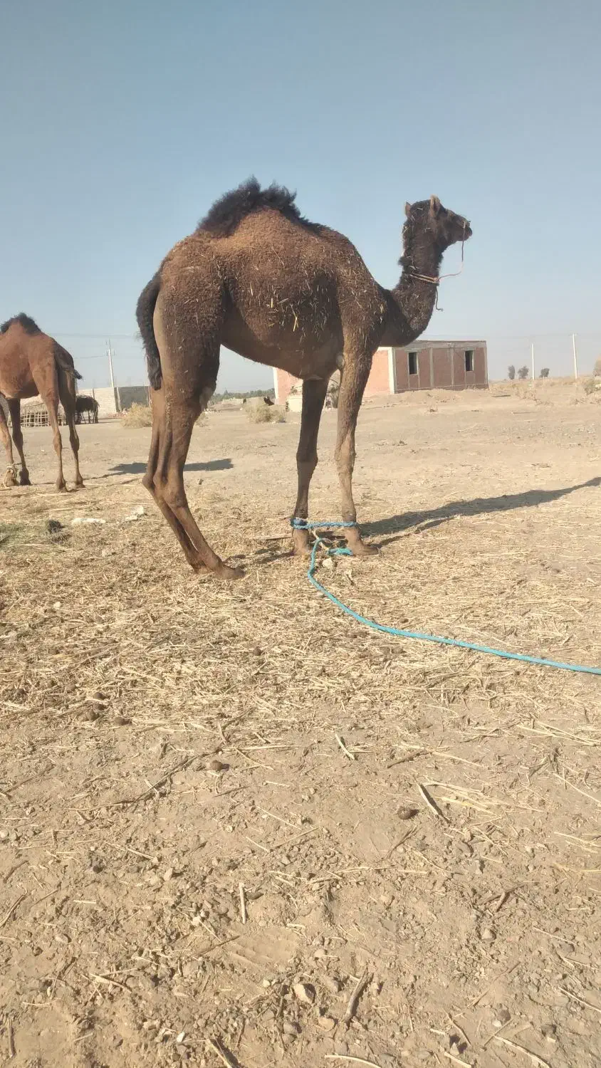 مجی فروشی مناسب برای داشت|حیوانات مزرعه|چاه داد خدا, |دیوار