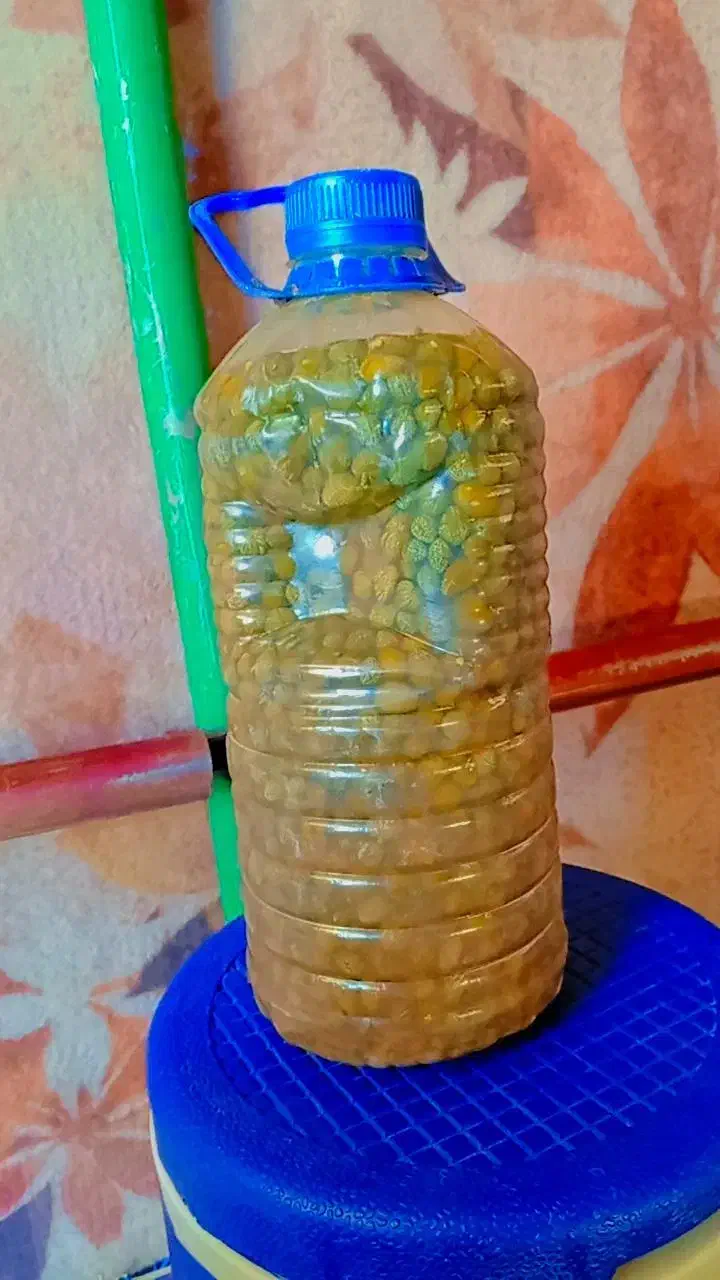 ترشی کبر|خوردنی و آشامیدنی|قصابه, |دیوار