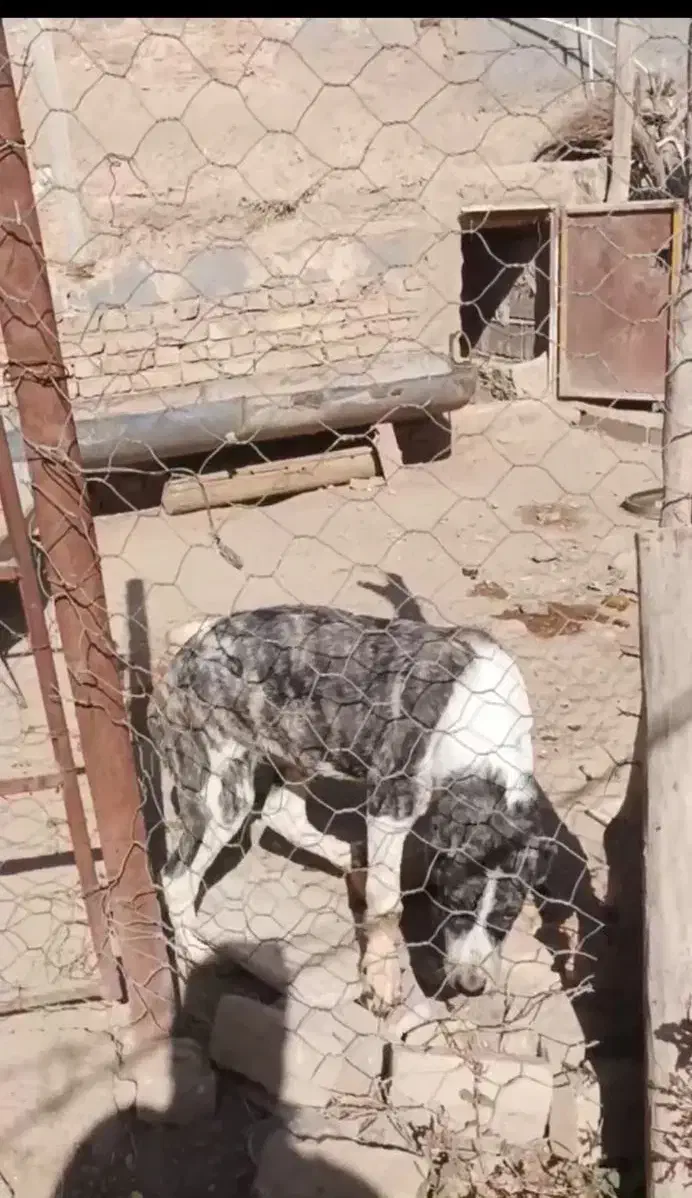 سگ گمشده|حیوانات|فیروزه, |دیوار