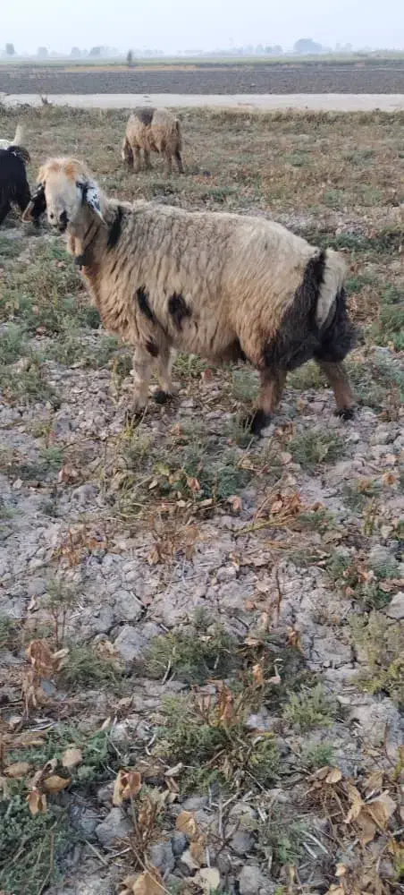 گوسفند|حیوانات مزرعه|شوشتر, |دیوار