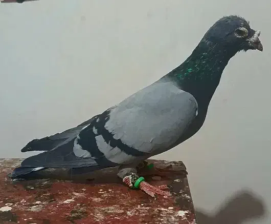 سبزآلمانی|پرنده|چناران, |دیوار