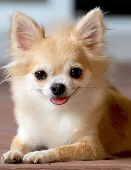 سگ خانگی|سگ|قائن, |دیوار