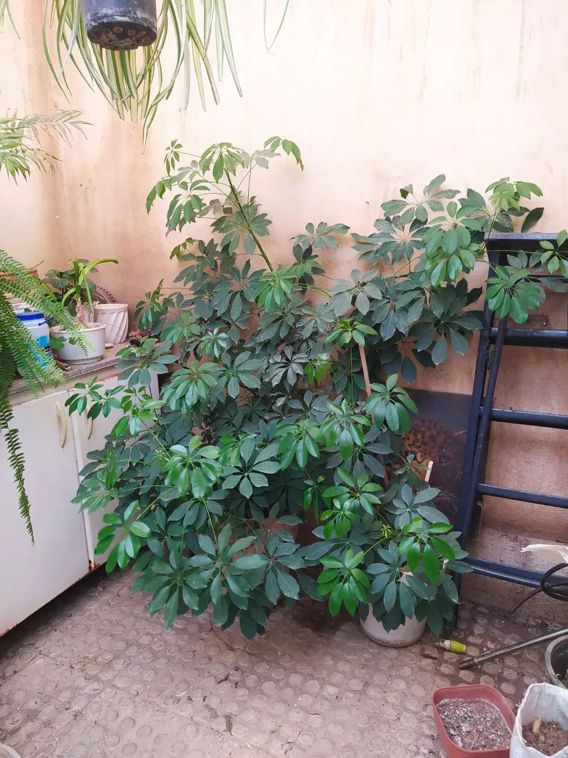 گل شفلر بزرگ|گل و گیاه طبیعی|پرند, فاز ۲|دیوار