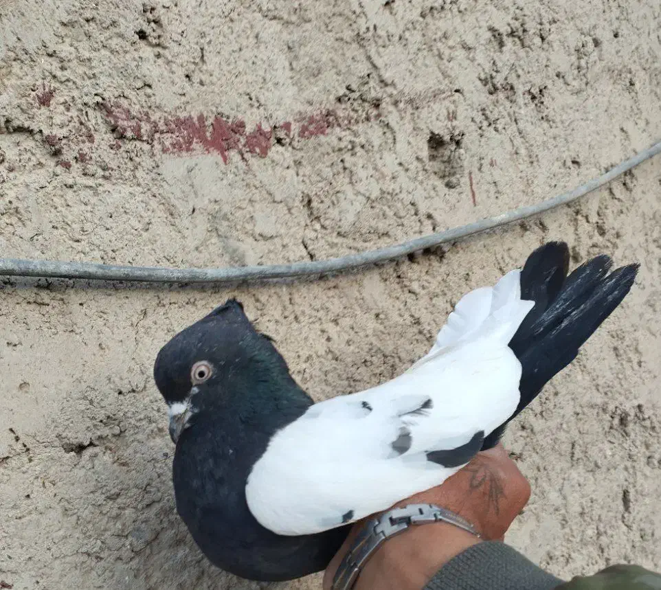 کبوتر فروشی|پرنده|نیمروز, |دیوار