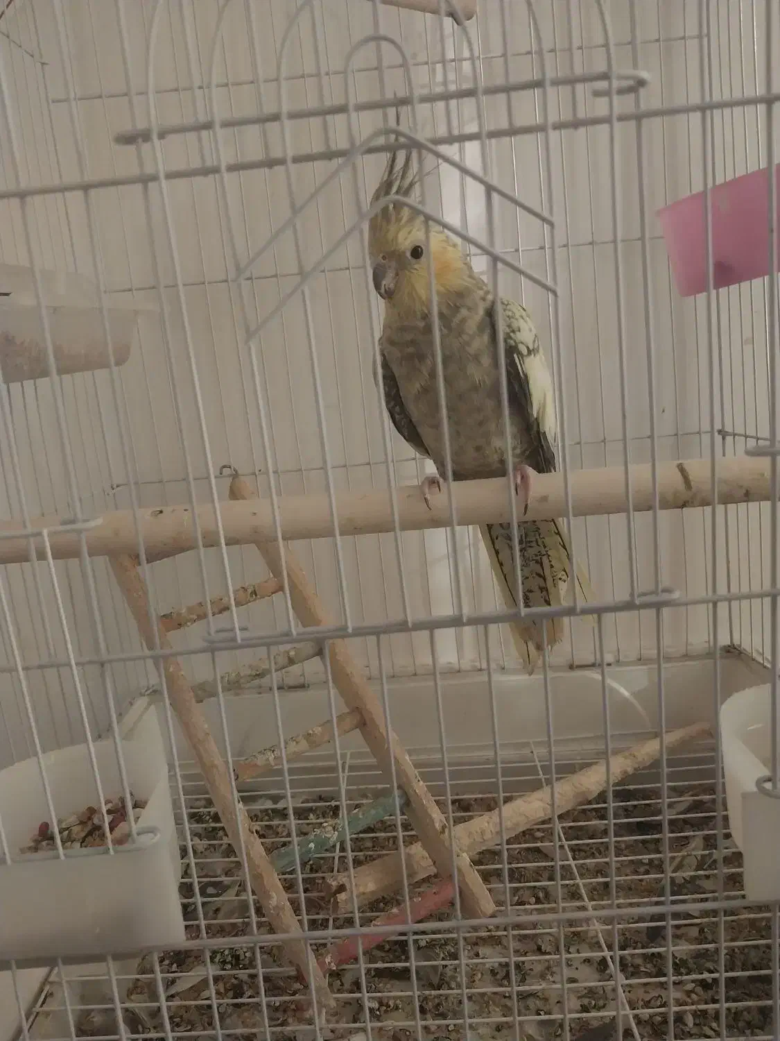 عروس هلندی ماده معاوضه با نر|پرنده|پاکدشت, پاکدشت (مامازند)|دیوار