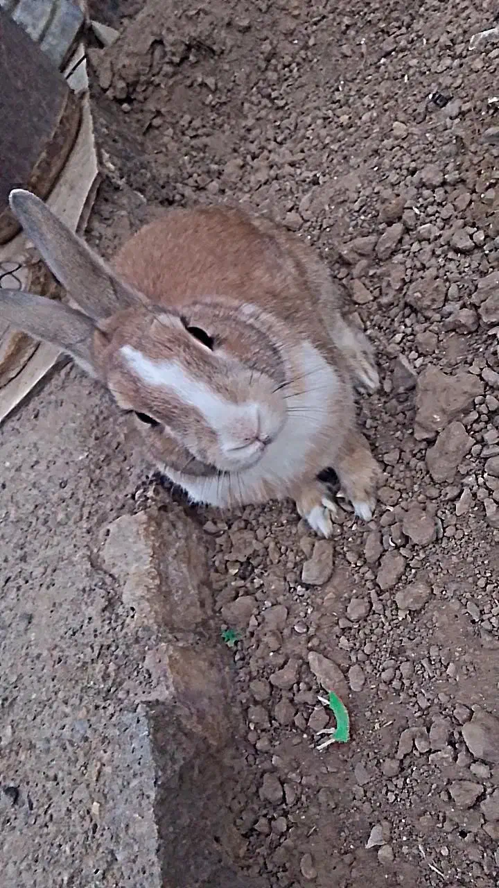 خرگوش|موش و خرگوش|قائن, |دیوار