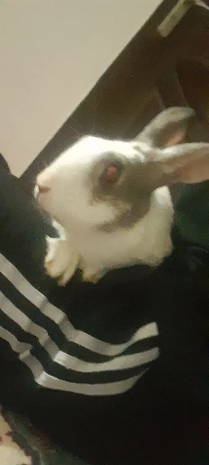 خرگوش جفت|موش و خرگوش|بجنورد, |دیوار