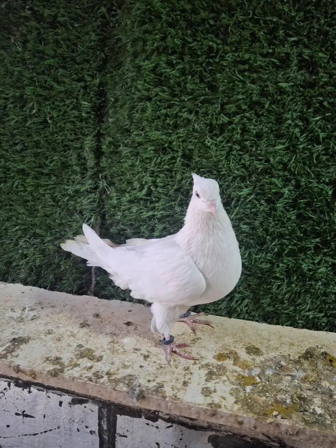 کبوتر سفید اراکی و بمبویی هندی بندر دیلم|پرنده|بندر ماهشهر, |دیوار