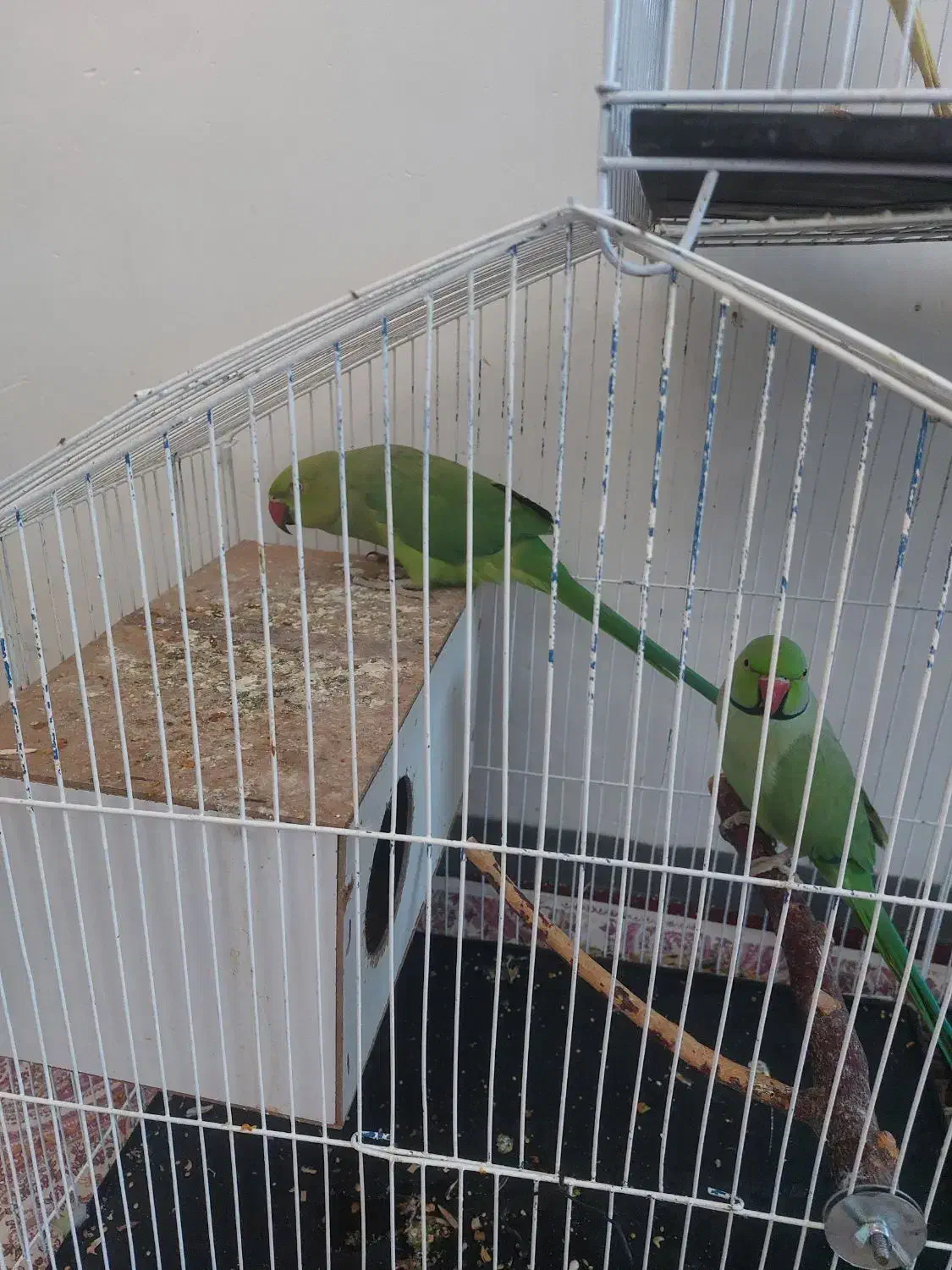 یک جفت طوطی ملنگو نرو ماده|پرنده|بندر گز, |دیوار