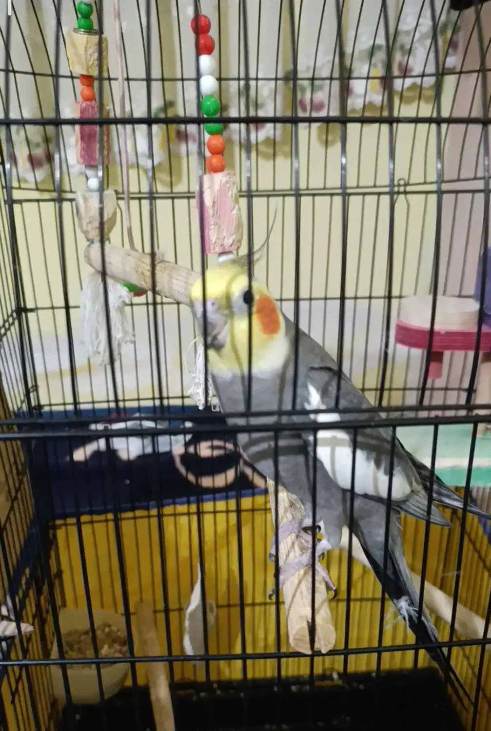 عروس هلندی جفت|پرنده|نظرآباد, شهرک سید جمال الدین|دیوار