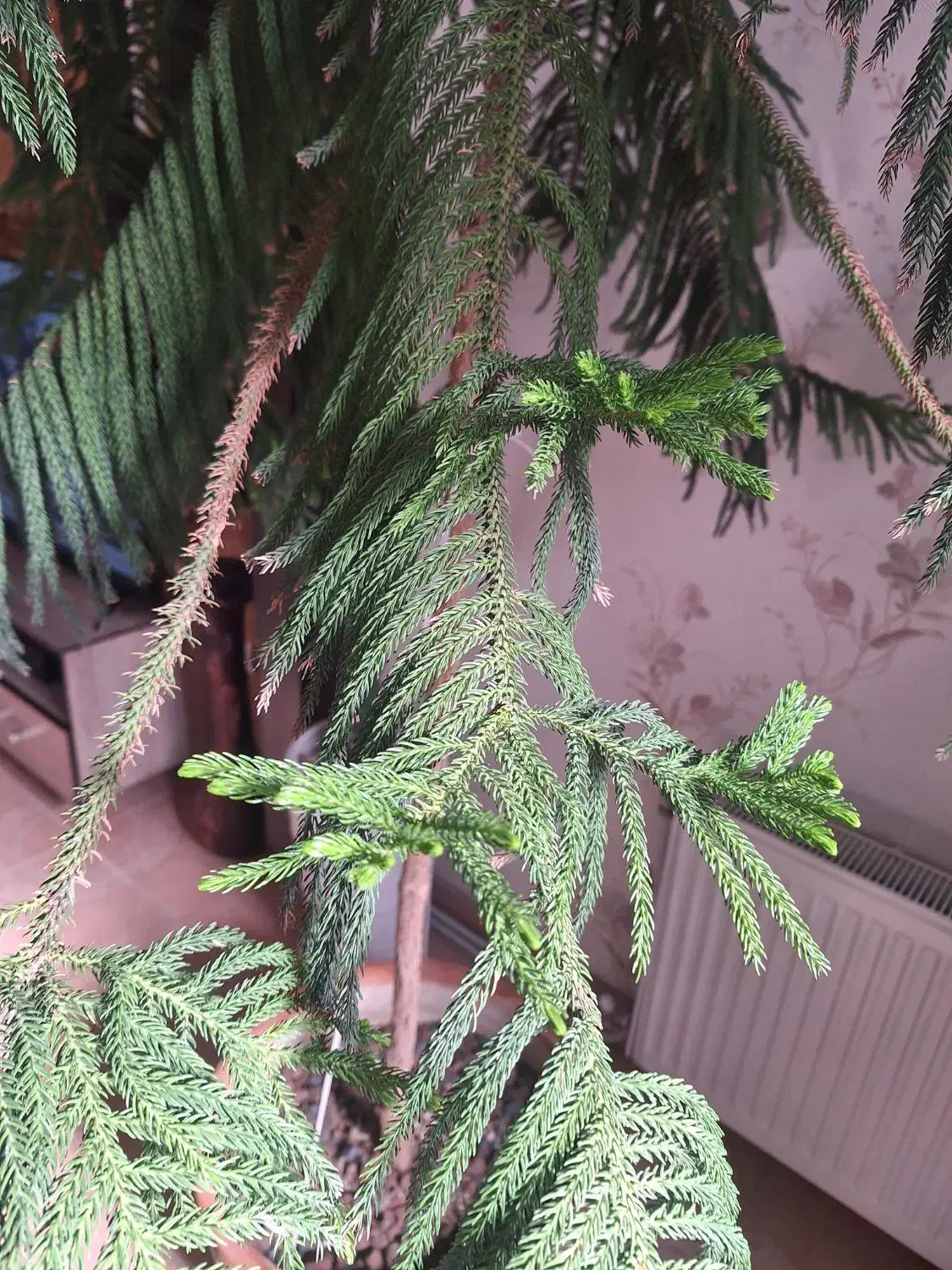 کاج مطبق|گل و گیاه طبیعی|مشهد, جاهد شهر|دیوار