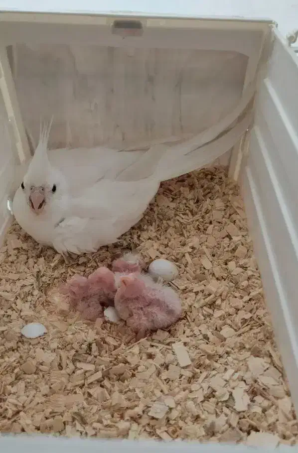 عروس هلندی|پرنده|نورآباد, |دیوار