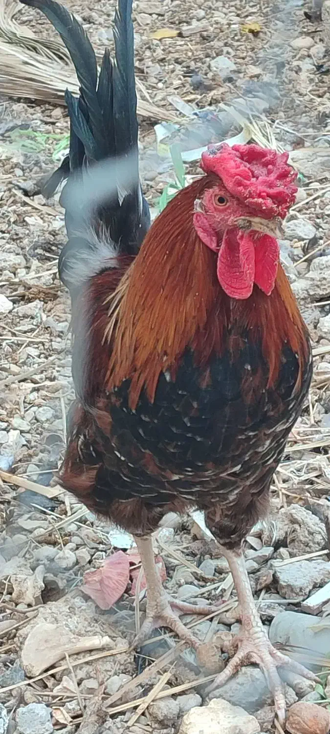 خروس|حیوانات مزرعه|وحدتیه, |دیوار