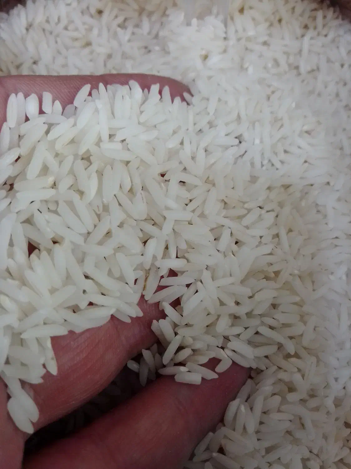 برنج هاشمی|خوردنی و آشامیدنی|قم, باسکول|دیوار